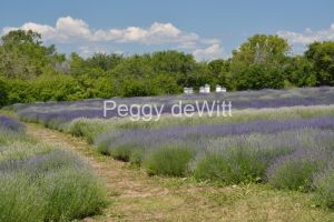Field-Lavender-Path-3696.JPG