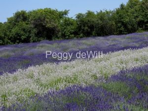 Field-Lavender-Purple-and-White-3698