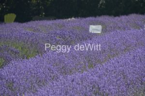 Field-Lavender-Sign-3702.JPG