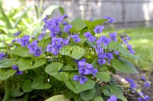 Flower-Violets-3560.jpg