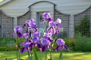 Flowers-Iris-Purple-3716.JPG
