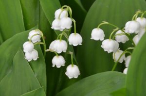 Flowers Lily of the Valley #3218