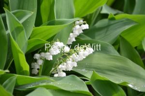 Flowers-Lily-of-the-Valley-Sunny-3718.JPG