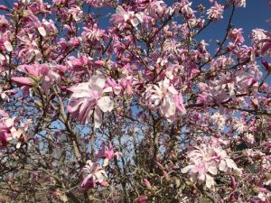 Flowers-Magnolia-Tree-3918