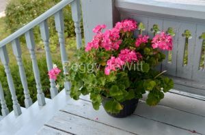 Flowers Porch #3567
