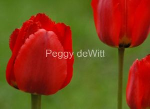 Flowers-Red-Tulips-717.JPG