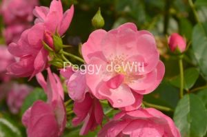 Flowers-Rose-Pink-Drops-3240.jpg
