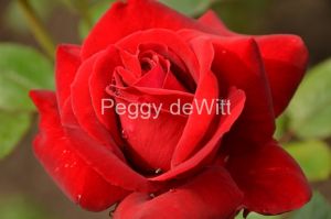 Flowers-Rose-Red-3239.jpg