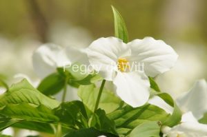 Flowers-Trilliums-White-3242.jpg