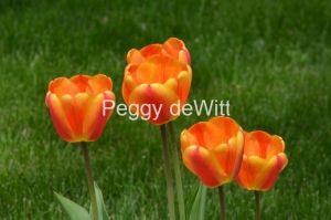 Flowers-Tulips-Four-3727