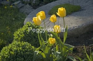 Flowers Tulips Yellow #944