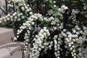 Flowers-White-Steps-3247.jpg