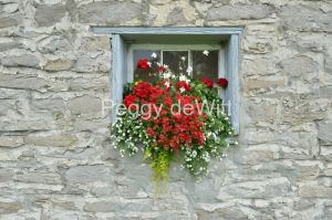 Flowers-Window-Box-Cider-Co-3248.jpg