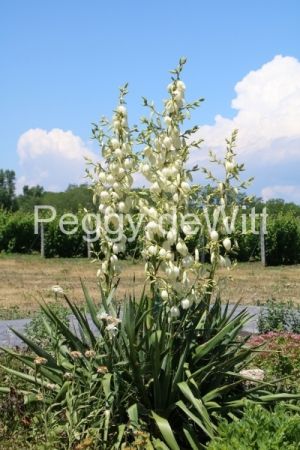 Flowers-Yucca-Plant-Sugarbush-v-3241.jpg