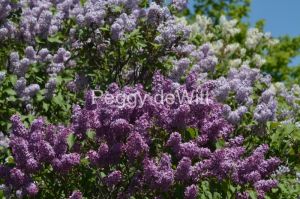 Lilacs-Many-Colours-3288.jpg
