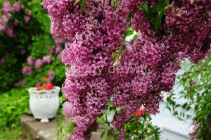 Lilacs-Picton-Macaulay-House-2-2571-.JPG