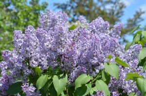 Lilacs-Purple-3752
