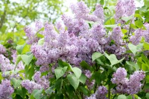 Lilacs-Small-Bee-3588.JPG