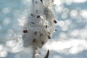 Milkweed-Seeds-3932.jpg