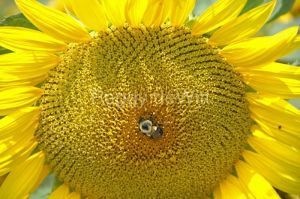 Sunflower Bee #958