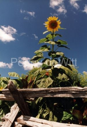 Sunflower Fence (v) #555