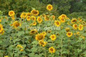 Sunflower-Field-Cherry-Valley-3416.jpg
