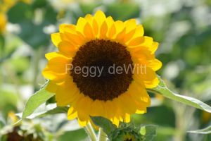 Sunflower-Millefleurs-Single-3999
