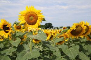 Sunflower-Tall-in-Field-3852.JPG