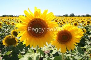 Sunflowers Two Field #3418