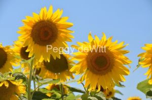 Sunflowers Two Sky #3420