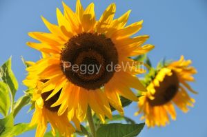 Sunflowers-Waupoos-2864.JPG