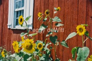 Sunflowers-Window-3854.jpg
