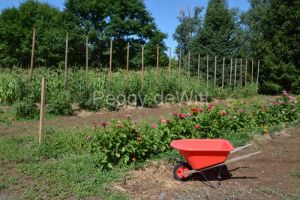 Wheelbarrow-in-Garden-3996
