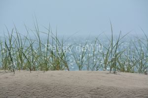 Sandbanks-Grass-Sparkling-3118.jpg