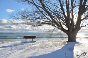 Sandbanks Outlet Bench Tree View Winter #3342
