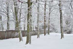 Sandbanks-Trees-Fence-Winter-3382.jpg