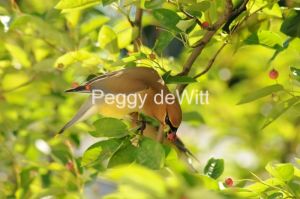 Bird-Cedar-Waxwing-2752.JPG