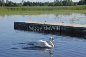 Bird-Swan-Brighton-3651.JPG