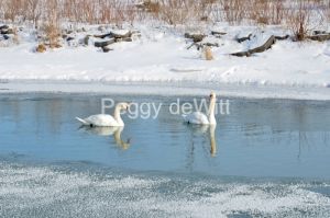 Birds Swans Winter #3116