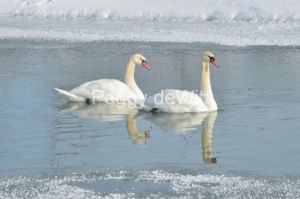 Birds-Swans-Winter-Closeup-3115.jpg