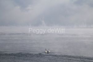 Birds-Swans-Winter-Mist-3883