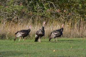 Birds-Turkeys-Brighton-3884.jpg