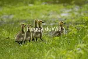 Geese Goslings #1104