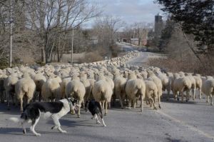 1_Sheep-Dogs-Herding-3816.jpg