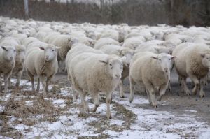 1_Sheep-Lots-Walking-3819