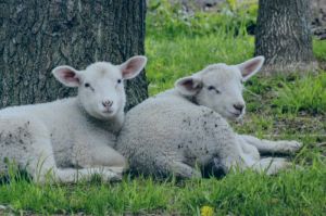 1_Sheep-Two-Resting-3820.jpg