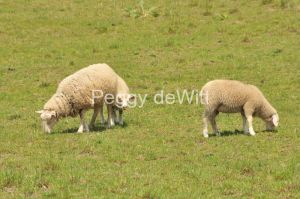 Sheep-Grazing-3044-1.JPG