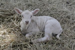Sheep-Lamb-Straw-3818