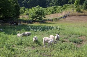 Sheep Pasture Black River #3406