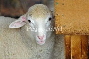 Sheep-Peeking-2688.JPG